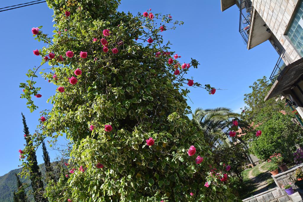 Apartments Dinko Zifra Tivat Exterior photo